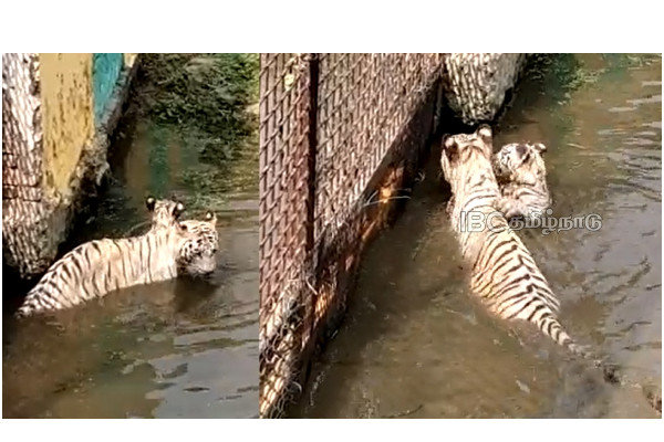 2-month-old-white-tiger--singham-chhattisgarh