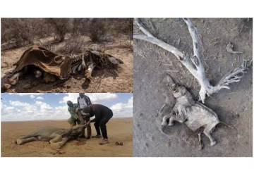 கென்யாவில் பேரழிவு தரும் வறட்சி... - 200 யானைகள் உட்பட ஆயிரக்கணக்கான காட்டு விலங்குகள் பலி... - நெஞ்சை உலுக்கும் படங்கள்