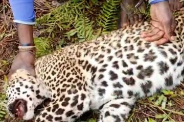 කඳුකර කොටියාගේ මරණයට සැබෑ හේතුව හෙළිවෙයි - එලියට ආ මරණ වාර්තාව