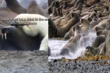 பனிக்கட்டிகளின் நடுவே நீந்திச்செல்லும் துருவ கரடிகள்! வைரல் வீடியோ