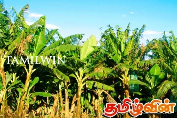 இளைஞர் யுவதிகளுக்கு வாழைத்தோட்ட பயிர்ச்செய்கையில் ஈடுபடுவதற்கான வாய்ப்பு