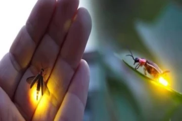 மின்மினி பூச்சி ஏன் ஒளிர்கிறது தெரியுமா? இதுதான் காரணம் தெரிஞ்சுக்கோங்க