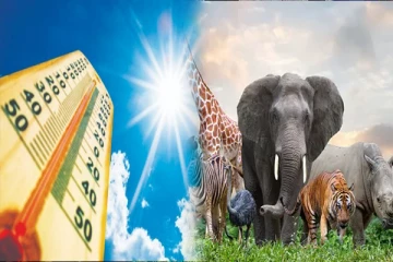 அதிகரித்துள்ள வெப்பம் : விலங்குகளுக்கு ஏற்பட்ட மன உளைச்சல்