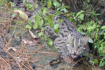 வாகனம் மோதி காயமடைந்த சிறுத்தை குட்டியை காப்பாற்றிய வனஜீவராசிகள் திணைக்கள அதிகாரிகள்!