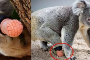 ஒற்றை கால் இல்லாமல் அவதியுற்ற கோலா கரடிக்கு கிடைத்த புது வாழ்வு! ஆஸ்திரேலிய பல் டாக்டர் சாதனை