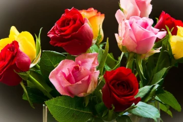 வரலாறு காணாத உச்சம்; சிவப்பு ரோஜா ஒன்றின் விலை 750 ரூபாய்!