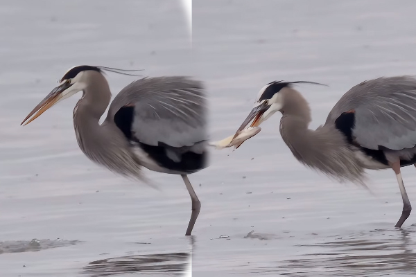 Viral Video: கஷ்டப்பட்டு பிடித்த மீன் இப்படி காணாமல் போயிடுச்சே... வைரலாகும் காட்சி | Blue Heron Catch Fish Other Bird Snatching Viral Video: கஷ்டப்பட்டு பிடித்த மீன் இப்படி காணாமல் போயிடுச்சே... வைரலாகும் காட்சி | Blue Heron Catch Fish Other Bird Snatching
