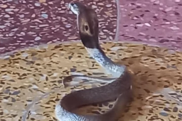 ஈழத்து ஆலயத்தில் நடந்த அதிசயம்.... நாகரூபத்தில் வந்த அம்பாள்! தீயாய் பரவும் புகைப்படங்கள்