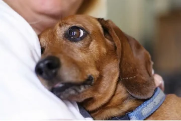 பக்கத்து வீட்டுக்குள் புகுந்த வளர்ப்பு நாய் ; பிரிந்த எஜமானின் உயிர்