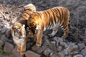 உக்ரைன் போருக்கு இடையே தவிக்கும் விலங்குகளை பாசத்துடன் கவனிக்கும் நல்லுள்ளம்!