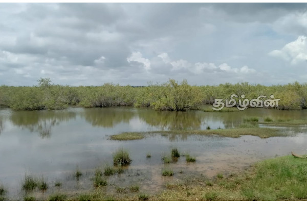 பச்சைப்புல்மோட்டை மாவீரர் துயிலும் இல்லத்தில் மறக்கப்பட்ட மாவீரர் நாள் நிகழ்வுகள் (Photos) | Pachipulmottai Marveer Tuilum House