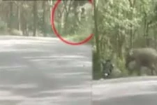 மறைந்திருந்து விரட்டிய யானை... நொடிப்பொழுதில் நடந்த பயங்கர ஷாக்