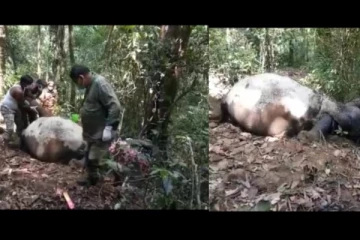 வால்பாறையில் 1 வயது பெண் குட்டியானை மலை சரிவில் விழுந்து பலி- வனத்துறையினர் ஆய்வு