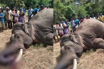 ඇතෙක් අවාසනාවන්ත ලෙස ජීවිතක්ෂයට..!