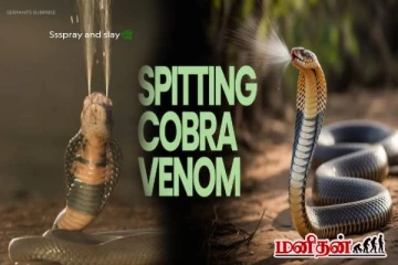 விஷம் துப்பும் நாகப்பாம்பின் பதறவைக்கும் காணொளி! ஏன் இவ்வாறு செய்கின்றது?