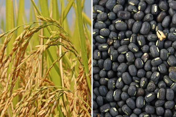 உள்ளூர் உற்பத்தியினை பெருக்குவதன் மூலம் தேசத்தை மாற்ற முடியும்! செ.சிறீதரன் | Demand To Increase Local Production