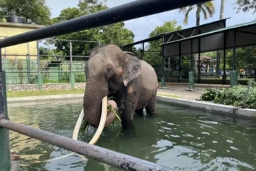 இலங்கைக்கு பரிசாக வழங்கப்பட்ட யானை மீண்டும் தாய்லாந்து திரும்பவுள்ளது: வெளியான காரணம்