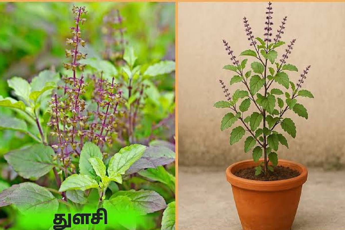 வீட்டில் அதிர்ஷ்டத்தைத் தரும் 3 செடிகள்: வைக்க வேண்டிய சரியான இடம் எதுன்னு தெரியுமா? | Vastu Shastra These 3 Plants Make You Welthy