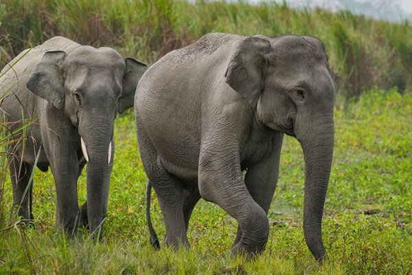 காட்டுயானை தாக்கியதில் 4 பிள்ளைகளின் தந்தை உயிரிழப்பு | Father Of 4 Killed In Wild Elephant Attack