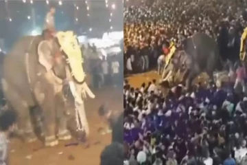 பக்தரை தூக்கி எறிந்த யானை - கோவில் நிகழ்வில் நடந்த விபரீதம்