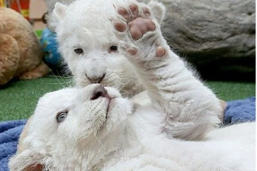 அரிய வகை வெள்ளை நிற ஆப்பிரிக்க சிங்கக் குட்டிகள்