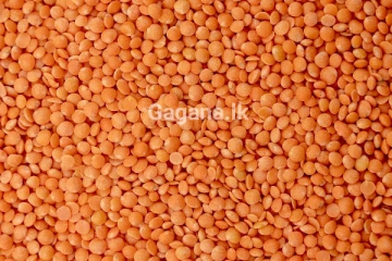 ඔබත් පරිප්පු පෙරේතයෙක්ද..? ජීවිතයත් අවදානමේ වැටෙන පරිප්පු ගැන ඇසෙන පුවත..