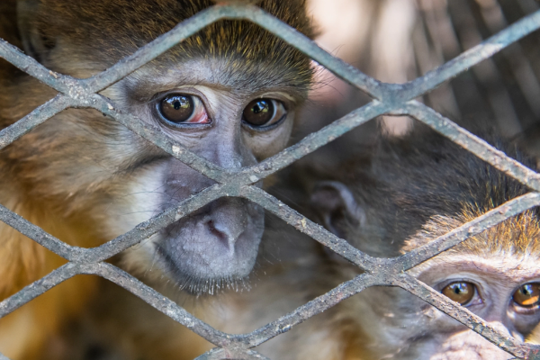குரங்குகளை நாம் கோரவில்லை; பல்டி அடித்த சீன தூதரகம்! | We Are Not Asking For Monkeys Chinese Embassy