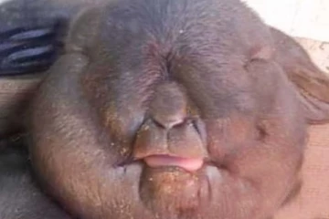 இலங்கையில் பிறந்த அபூர்வ ஆட்டுக்குட்டி