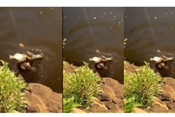 தூண்டிலில் மாட்டிக்கொண்ட பாம்பு - உயிரை காப்பாற்ற போராடிய காதலி பாம்பு - வைரலாகும் வீடியோ