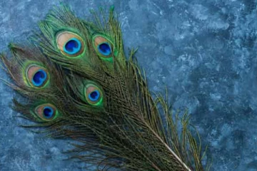 மயில் இறகை வைத்து இந்த பரிகாரம் செய்யவும் - நிச்சயம் வீட்டில் பண மழை தான்!