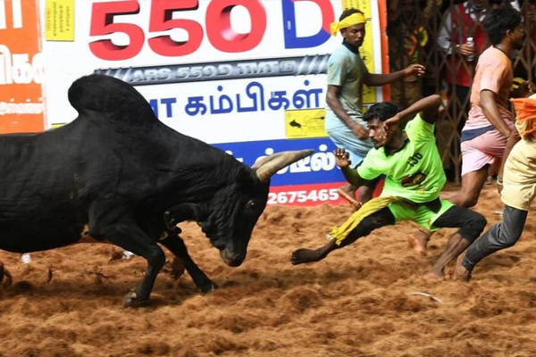 அனல் பறக்கும் அலங்காநல்லூர் ஜல்லிக்கட்டு... நேரலை காட்சி இதோ | Madurai Alanganallur Jallikattu Live Video