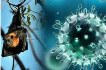 நிபா வைரஸ் எதிரொலி! 12 வயது சிறுவனுக்கு ஏற்பட்ட பரிதாப நிலை.. சோகத்தில் பெற்றோர்கள்