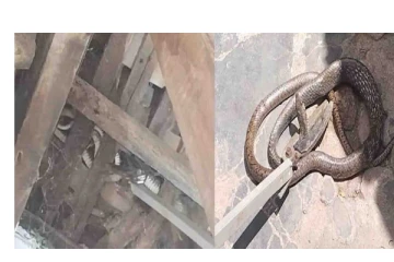 குழந்தை தொட்டிலுக்கு மேலே தொங்கிய 10 அடி பாம்பு! அதிர்ஷ்டவசமாக உயிர் தப்பிய குழந்தை