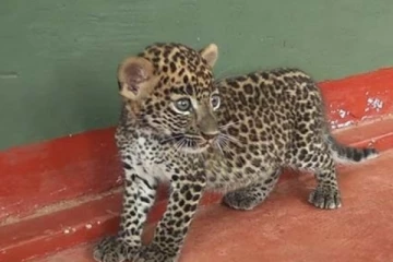 தலவாக்கலையில் கைவிடப்பட்ட நிலையில் சிறுத்தைக்குட்டி மீட்பு