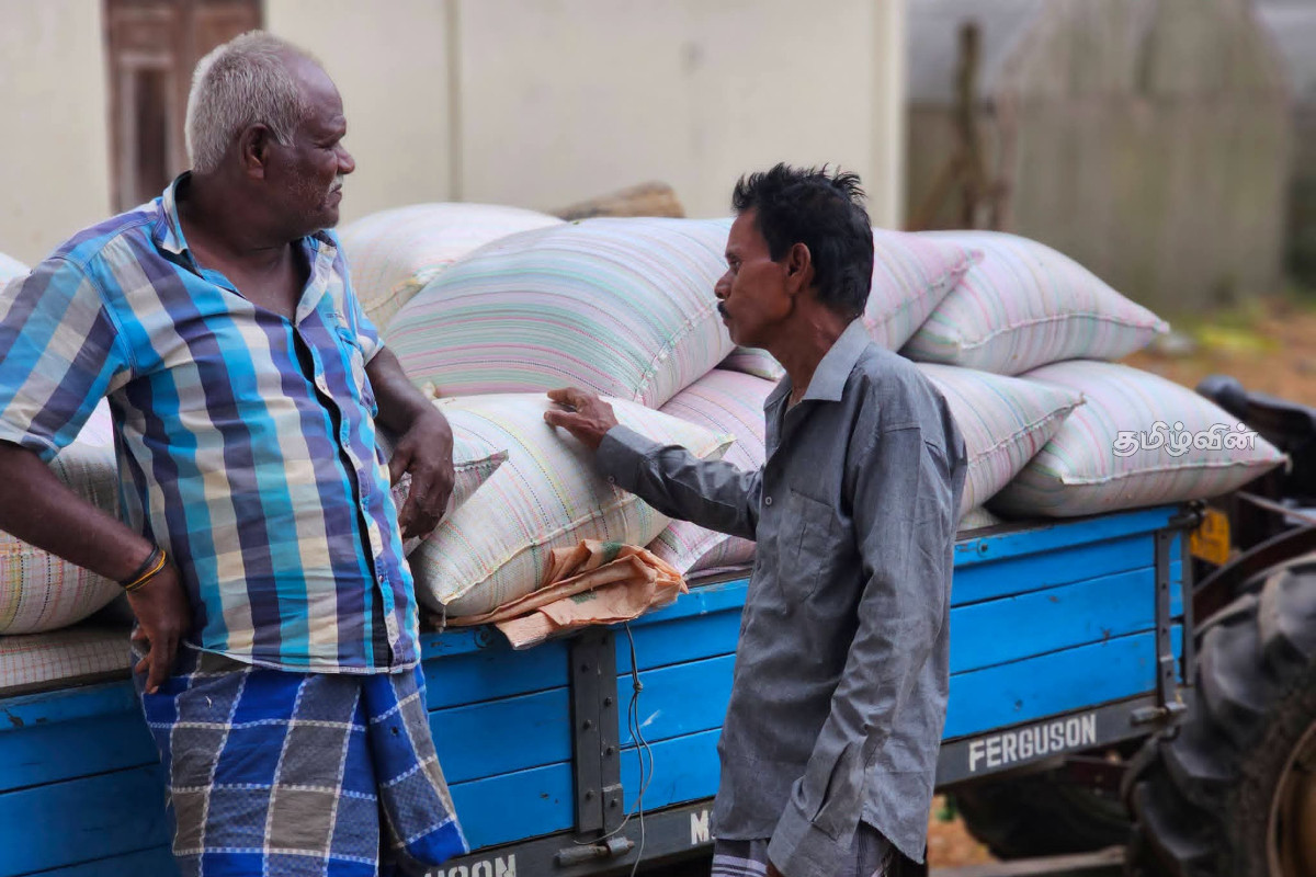 முல்லைத்தீவு மாவட்டத்தில் நெல் கொள்வனவு ஆரம்பம் | Paddy Procurement Begins In Mullaitivu District