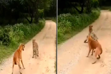 கத்தியே சிறுத்தையை ஓட விட்ட நாய்! தீயாய் பரவும் நாய் வீடியோ..