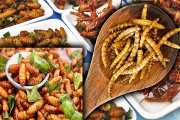 16 வகை பூச்சிகளை உண்ண அனுமதியளித்த சிங்கப்பூர் அரசு