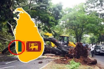 கொழும்பு வாழ் மக்களுக்கு எச்சரிக்கை...! ஆபத்தாக மாறியுள்ள மரங்கள்