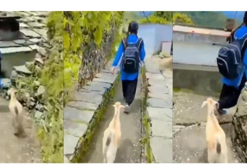 நானும் படிக்கப்போறேன்: வைரலாகும் ஆட்டுக்குட்டியின் வீடியோ