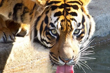 உயிரியல் பூங்காவில் புலி கூண்டில் பாதி தின்ற மனிதனின் உடல்.. நடந்தது என்ன..?