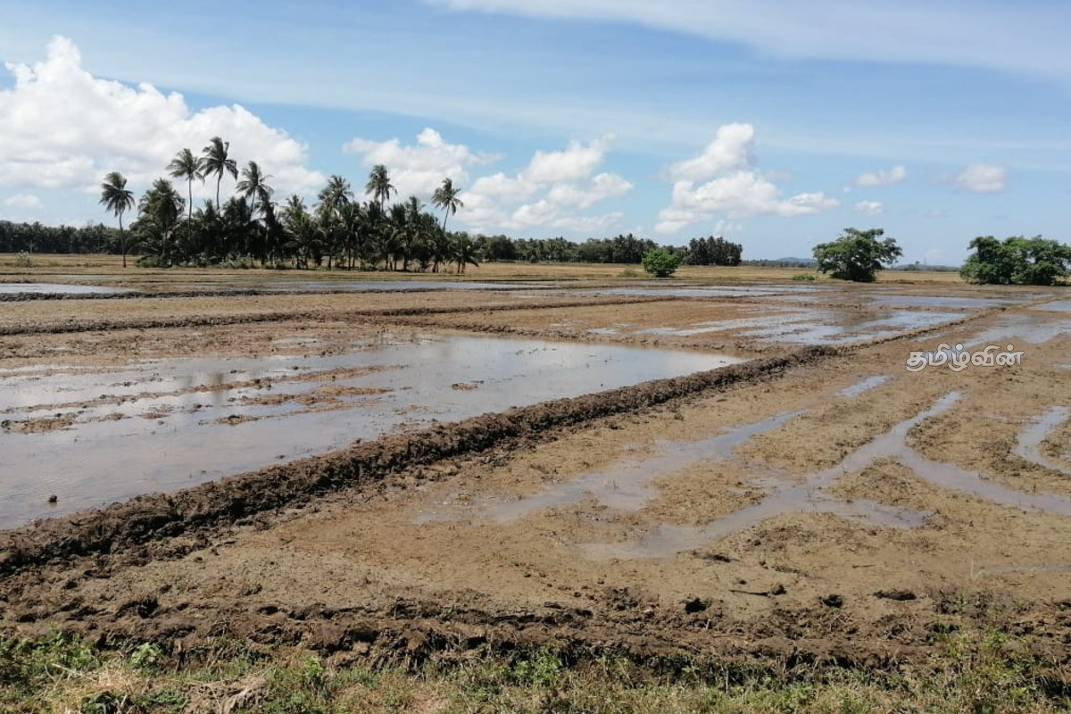 திருகோணமலையில் சிறுபோக நெற் செய்கை ஆரம்பம்! | Small Scale Paddy Cultivation Begins Trincomalee