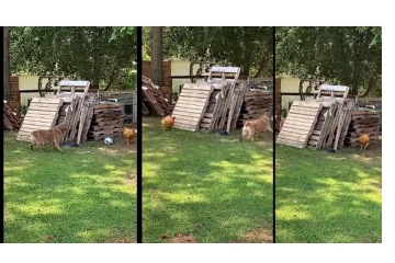 கோழியுடன் ஓடிப்பிடித்து விளையாடிய நாய்... - வைரலாகும் வீடியோ...!