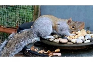 48 மணி நேரத்தில் 18 பேரை தாக்கிய 'அணில்' கருணைக்கொலை