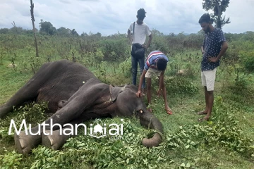 கருவள கஸ்வெவ  பகுதியில் காட்டு யானை இறந்த நிலையில் மீட்பு.