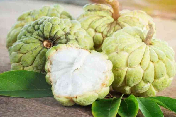 சீத்தாப்பழத்தினை தினமும் சாப்பிடலாமா? சாப்பிட்டால் இவ்வளவு நன்மைகளா? | Sugar Apple Benefits