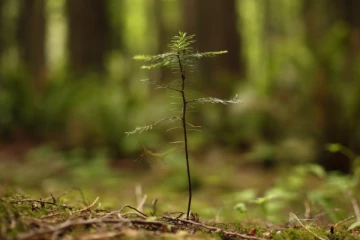 2 பில்லியன் மரங்களை நடும் முயற்சியில் கனடா