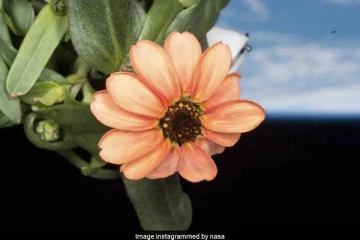விண்வெளியில் முதன்முறையாக பூத்த பூ- நாசாவின் வைரல் புகைப்படங்கள்