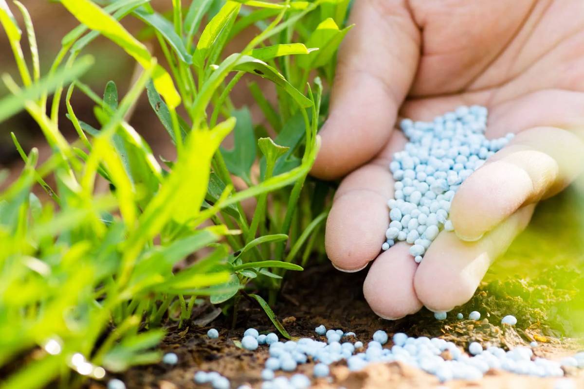 உர விநியோகம் குறித்து அரசாங்கம் வெளியிட்ட அறிவிப்பு | Permission To Distribute Urea To Private Companies