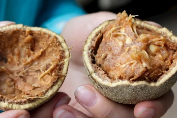 දිවුල් ගෙඩියක් කටේ තියපු නැති අය දිවුල් මෙච්චර ගුණයක් කියලා දන්නවා නම්