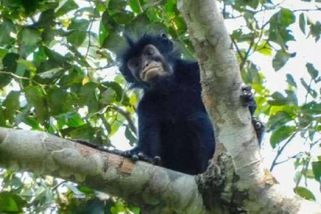 ලොව මෙතෙක් කවුරුත් නොදුටු රෝස තොල් ඇති අමුතුම වඳුරු විශේෂයක් කොංගෝ වනාන්තරවලින් සොයාගැනෙයි